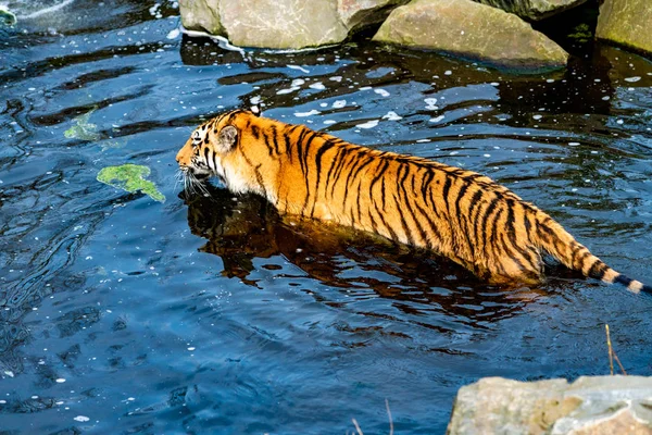 老虎在水中行走 — 图库照片