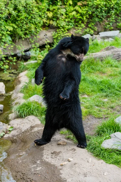 黒いクマ。Ursus アメリカ人 — ストック写真