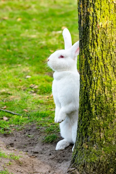 Coelho branco sentado à beira de uma árvore — Fotografia de Stock