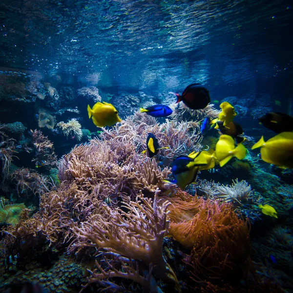 カラフルな魚とサンゴ礁の水中風景 — ストック写真