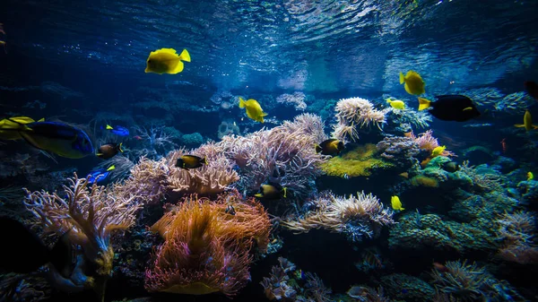 Podvodní korálový útes krajina s barevné ryby — Stock fotografie