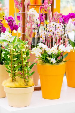 güzel orkide çiçek