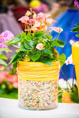 Orkide çiçek. Phalaenopsis orkide