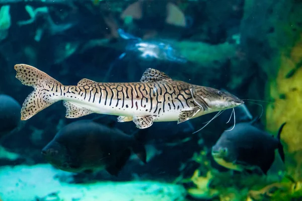 Welse im Aquarium — Stockfoto