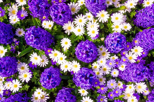 Hermosas flores de primavera azul — Foto de Stock