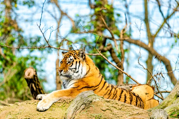 Tigre hermoso en el zoológico — Foto de Stock