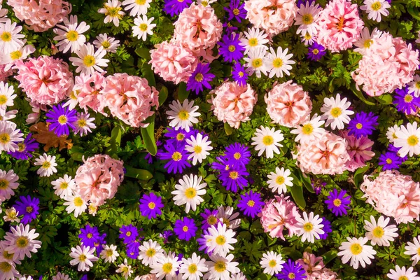Beautiful flowers as background — Stock Photo, Image