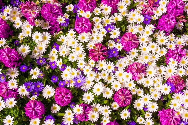 Beautiful flowers as background — Stock Photo, Image