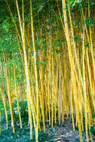 竹林。自然背景 — 图库照片