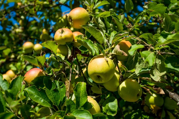 Pommes pousse sur une branche parmi le feuillage vert contre un bleu — Photo