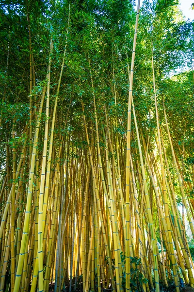 Bambusz hajtások erdő 2 — Stock Fotó