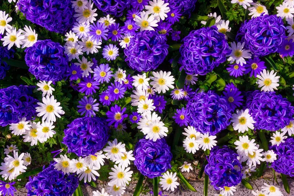 Belles fleurs bleu printemps — Photo