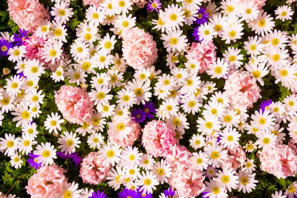 Beautiful flowers as background — Stock Photo, Image