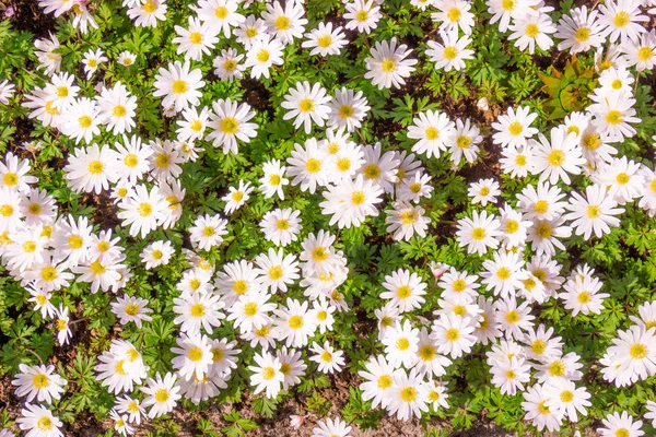 Field chamomiles flowers . Beautiful nature scene — Stock Photo, Image