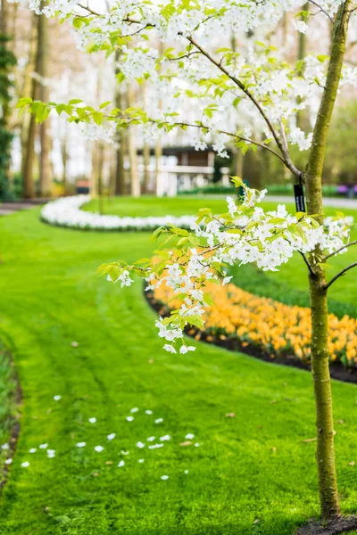 Giardino di fiori con fioritura — Foto Stock