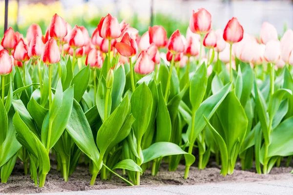 Цветущие тюльпаны на заднем плане — стоковое фото