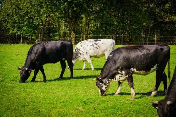 芝生のフィールドで牛 — ストック写真