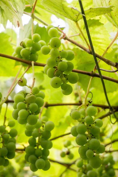 Groene druiven op zomer wijnstok — Stockfoto