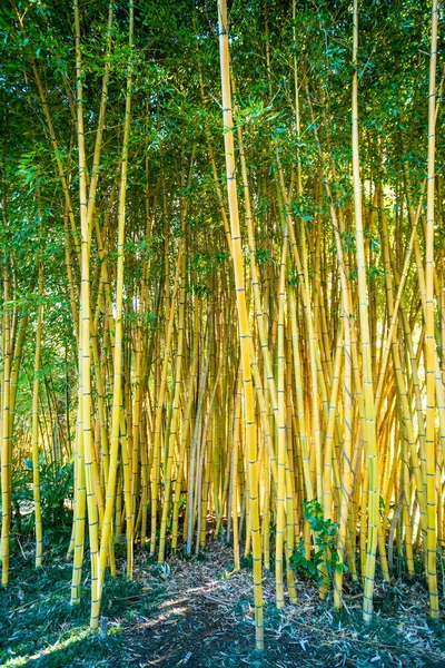 Bambusz erdő. Természet háttér — Stock Fotó