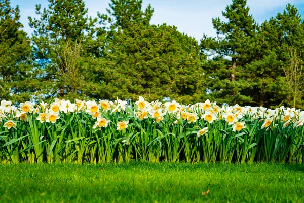 Viele Narzissenblumen blühen im Garten — Stockfoto