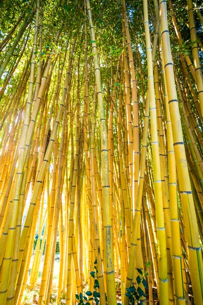 Bambusz erdő. Természet háttér — Stock Fotó