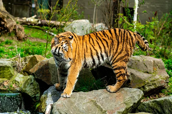 Tigre en la naturaleza —  Fotos de Stock