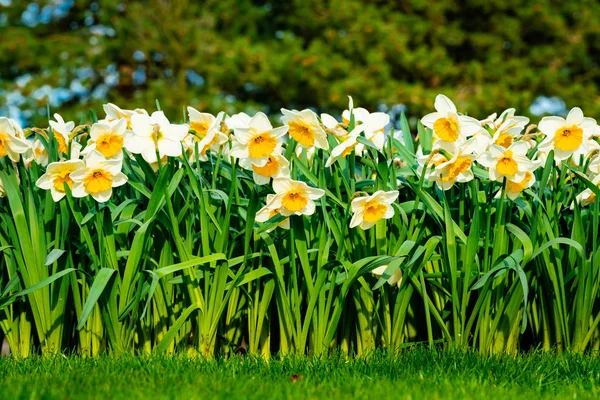 Panoramic view on White spring narcissus flowers — Stock Photo, Image