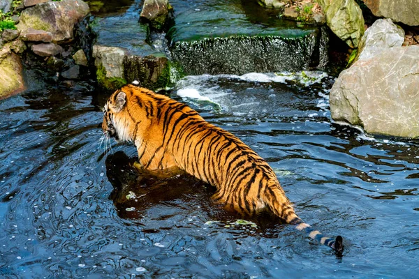 水の中を歩くタイガー — ストック写真