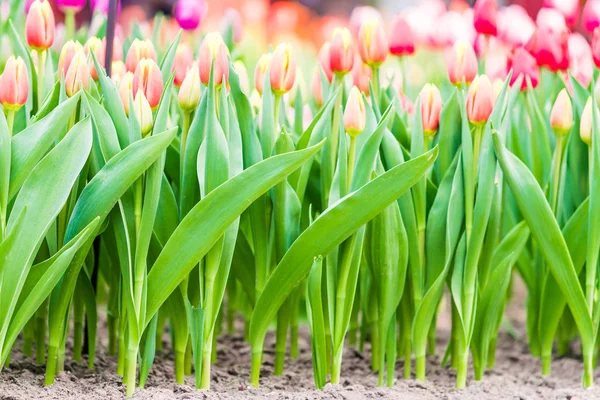 Des tulipes colorées au printemps dans le jardin — Photo