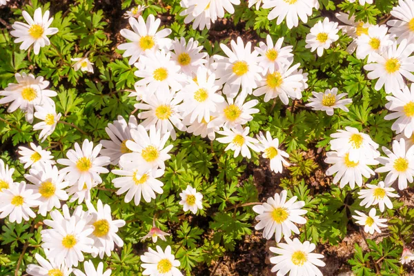 Beautiful closeup of field of white  daisy blossoms — Stock Photo, Image