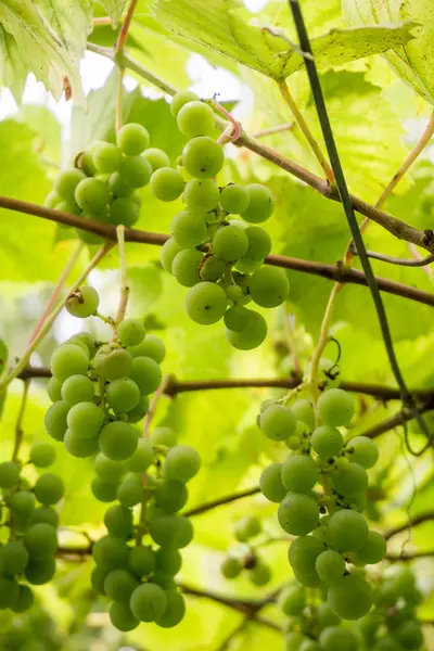 Zöld szőlő szőlő nyári — Stock Fotó