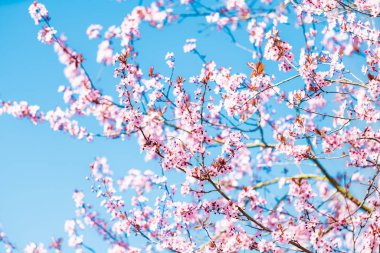 Güzel kiraz çiçeği sakura