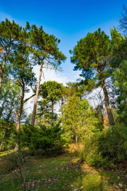 Farklı ağaçlarla güzel orman 