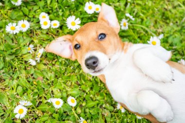 çayır üzerinde Jack Russel