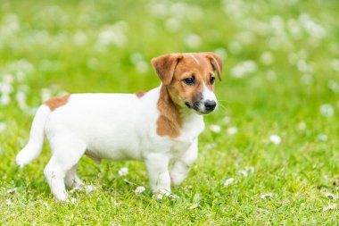 çim çayır üzerinde Jack Russell köpek