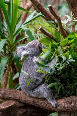 Koala okaliptüs ağacının dalını üzerinde