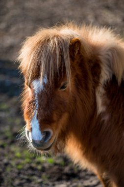 Küçük tüylü midilli otlatma