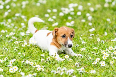 çayır üzerinde Jack Russel