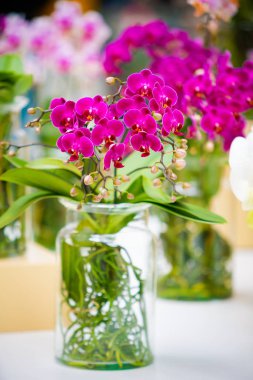 Tencere güzel tropikal orkide çiçek