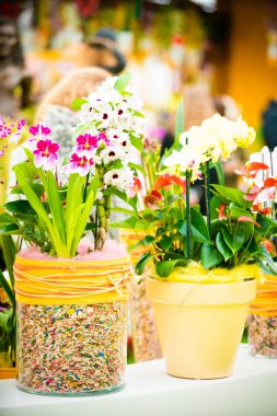 güzel orkide çiçek