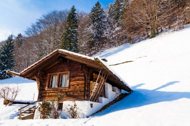Kış manzarası. kaplı ağaçlar kar