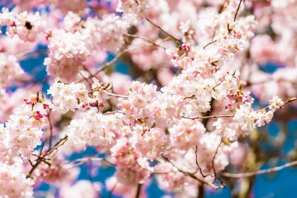 Vacker körsbärsblom sakura — Stockfoto
