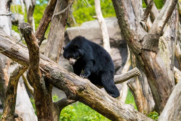 La famiglia degli orsi. Orso nero selvatico — Foto Stock