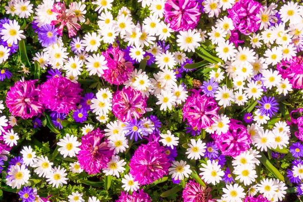 Smukke blomster som baggrund - Stock-foto