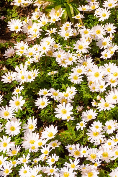 Field chamomiles flowers . Beautiful nature scene — Stock Photo, Image