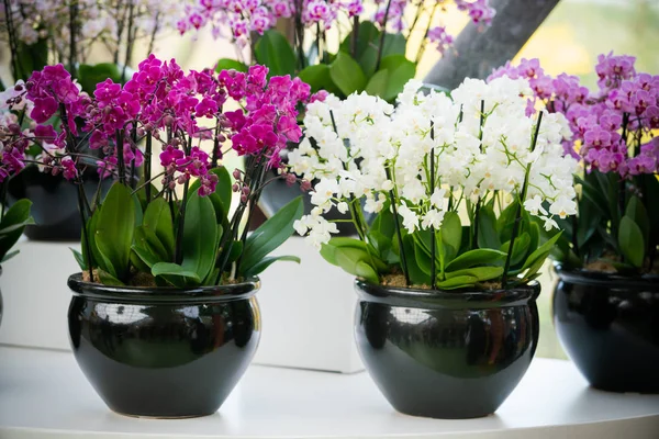 güzel Phalaenopsis orkide çiçekler