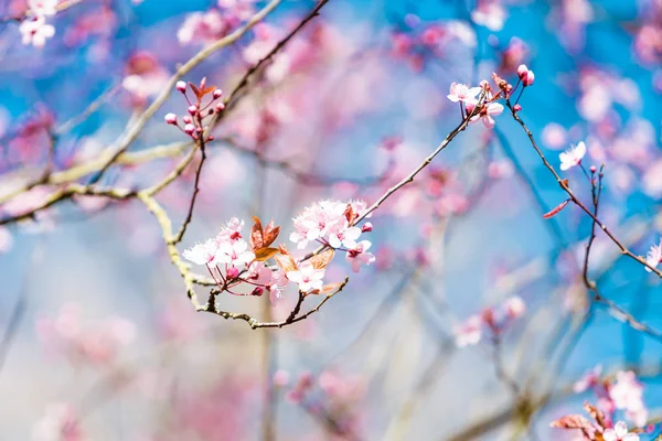 Fioritura in primavera, fiori primaverili — Foto Stock