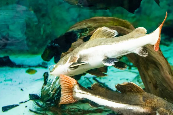 Havskatt i akvariet — Stockfoto