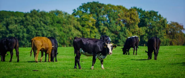 Vacas en un campo verde —  Fotos de Stock