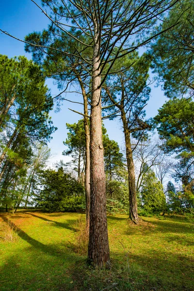 Farklı ağaçlarla güzel orman — Stok fotoğraf